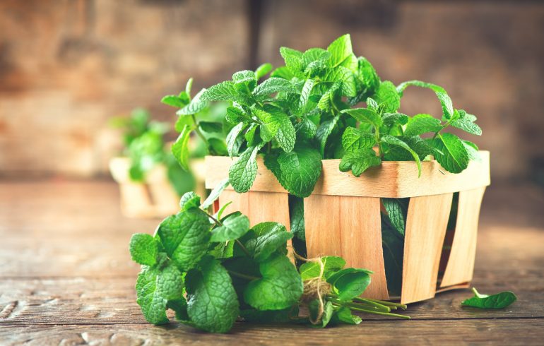A bunch of fresh green organic peppermint leaves.